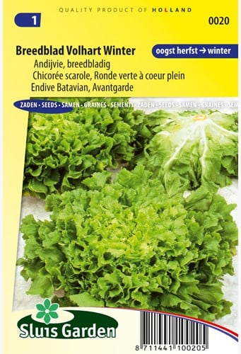 Endivien Breitblatt Vollherz Winter