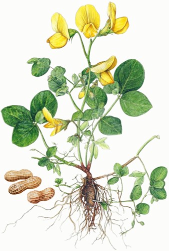 Erdnusspflanzen-Samen - Arachis hypogaea-2