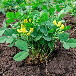 Erdnusspflanzen-Samen - Arachis hypogaea