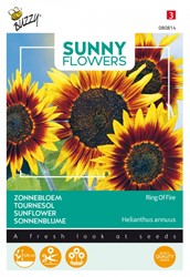 Sonnenblumen Ring of Fire - Sunny Flowers