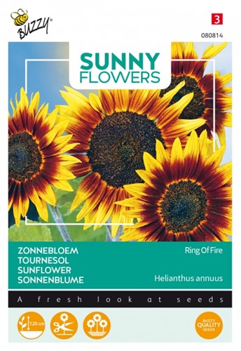 Sonnenblumen Ring of Fire - Sunny Flowers