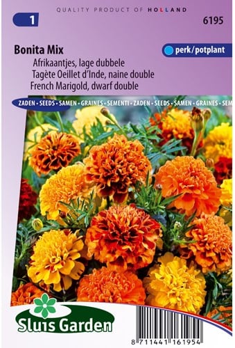 Samtblume Bonita Mix - Tagetes