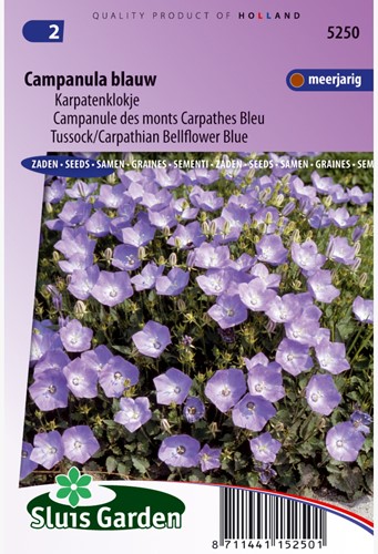 Wiesen-Glockenblume