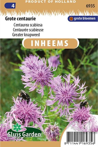Skabiosen-Flockenblume - Centaurea scabiosa