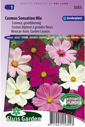 Cosmos Sensation Mixed (Aster)