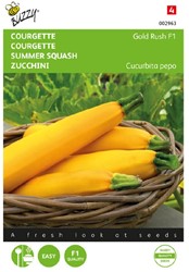 Courgette Gold Rush F1 - Cucurbita pepo
