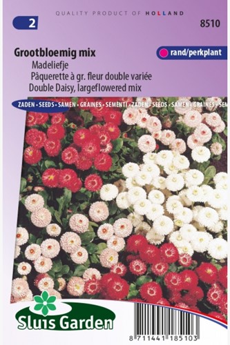 Gänseblümchen großblumige Mischung – Bellis Perennis