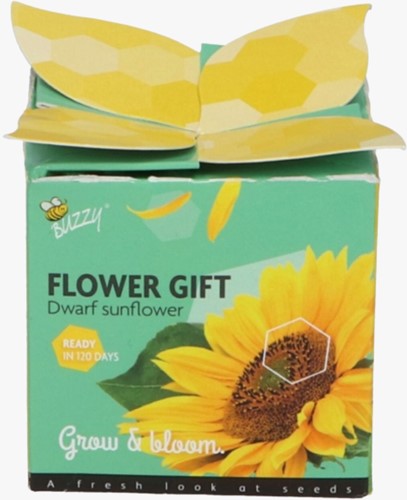 Buzzy Flower Gift (48x) Sonnenblume - Helianthus (Display 48x)-3