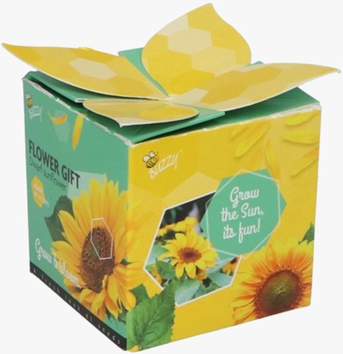 Buzzy Flower Gift (48x) Sonnenblume - Helianthus (Display 48x)-2