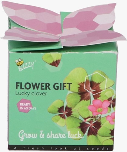 Buzzy Flower Gift Glücksklee - Trifolium (1 Schachtel)