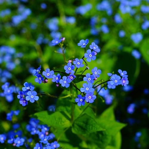 Vergeet-mij-Niet - Myosotis zakjes persoonlijk bedrukt - 100 stuks-3