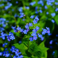 Vergeet-mij-Niet - Myosotis zakjes persoonlijk bedrukt - 2.000 stuks-3
