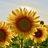 Personalisierte Werbegeschenke Samen Pakete Sonnenblumen 10.000 stück-3