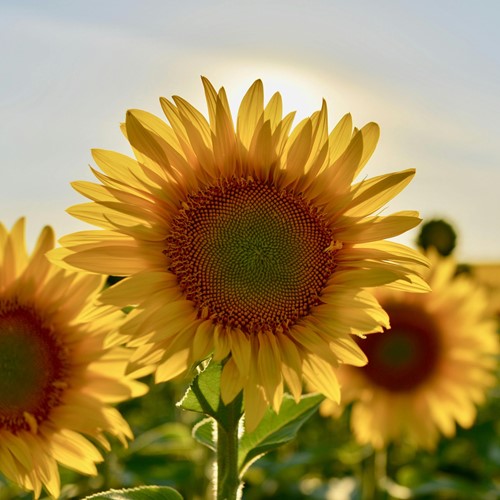 Personalisierte Werbegeschenke Samen Pakete Sonnenblumen 10.000 stück-3