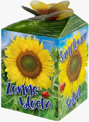 Sonnenblume Ecogeschenke