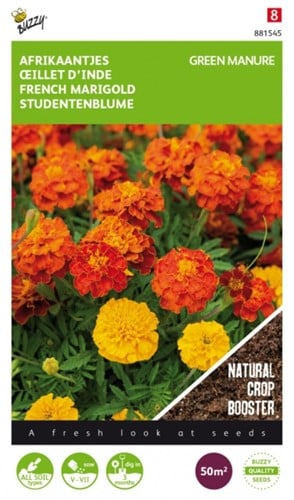 Gründünger Studentenblume (Tagetes) / 50 gr - 50 m2