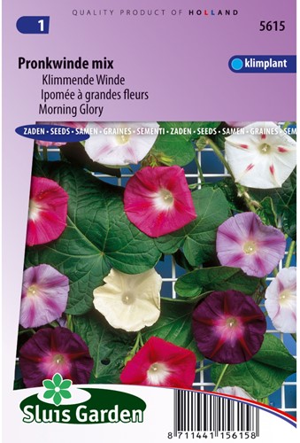 Kletternde Winde Choice Mixed - Ipomoea