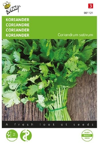 Koriander grosskörnig  – Coriandrum sativum