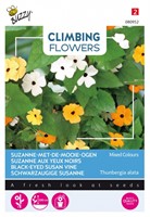 Suzanne met de mooie ogen Kleuren mengsel - Climbing Flowers