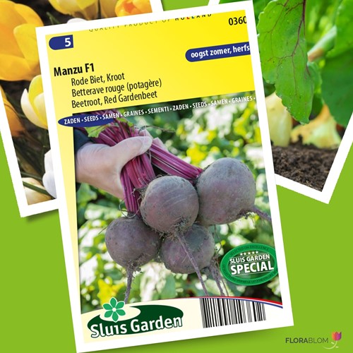 Rote Beete Manzu F1 - Beta vulgaris-2