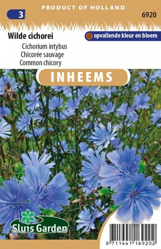 Zichorie - Cichorium intybus