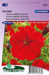 Petunia Multiflora Fire Chief Rot – Petunie
