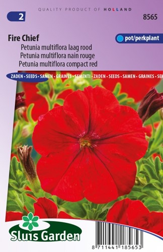 Petunia Multiflora Fire Chief Rot – Petunie