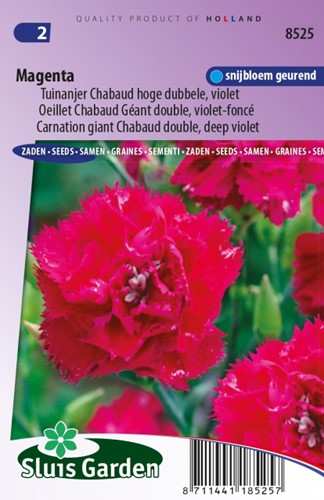 Nelke Magenta – Dianthus Chabaud