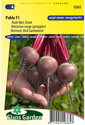 Rote Bete Pablo F1 - Beta vulgaris