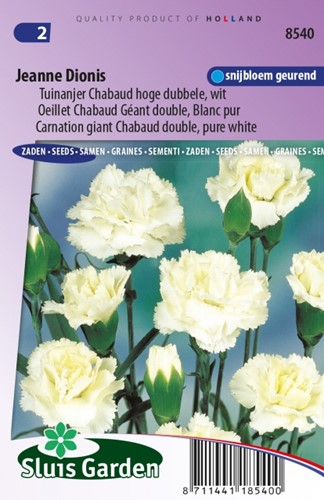 Nelke Jeanne Dionis – Dianthus Chabaud