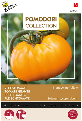 Fleischtomate Grappa Gialla Brandywine Yellow - Pomodori Collection