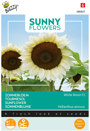 Sonneblume White Moon F1 - Sunny Flowers