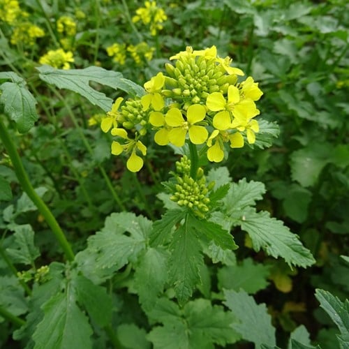 Senf, weißer (Sinapis alba) 1KG