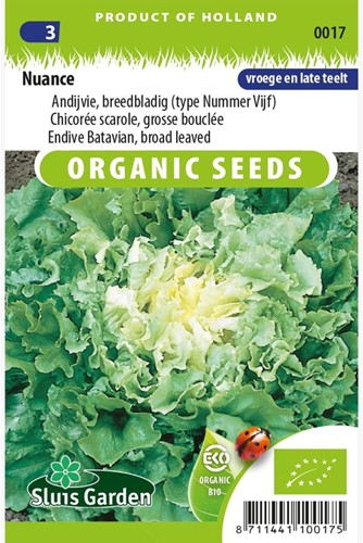 Endivien Breitblatt Nuance EKO - Cichorium endivia-2