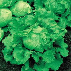 Eisbergsalat Great Lakes 659