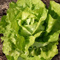 Twelloser Gelber Kopfsalat - Butter salat EKO