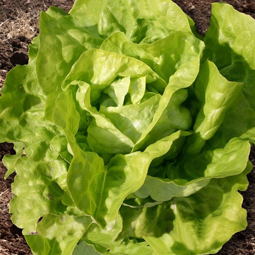 Twelloser Gelber Kopfsalat - Butter salat EKO