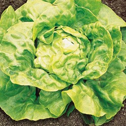 Salat Dicke Blonde Langsahmzuckende