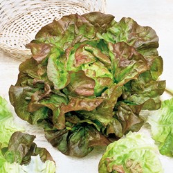 Salat Wunder des 4 Jahreszeiten