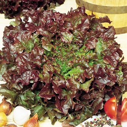 Pflücksalat Red Salad Bowl