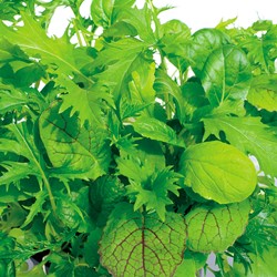 Schnittsalat Misticanza di Lattghe