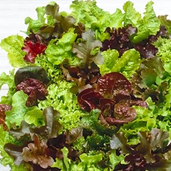 Salat Babyleaf Mischung