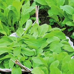 Rucola Raketenkraut Pronto