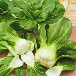 Mini Pak Choi Green Fortune F1