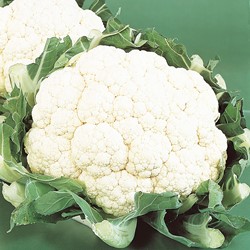 Blumenkohl Alpha 6 Fortados - Brassica oleracea