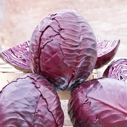 Rotkohl Langedieker Bewahr 2