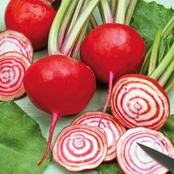 Rote Rübe Chioggia