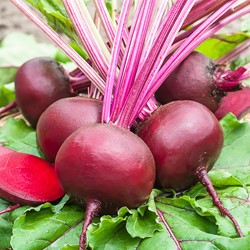 Rote Rübe Ägyptische plattrunde EKO