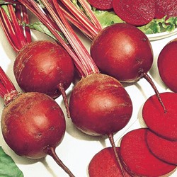 Rote Rübe Kugel 2