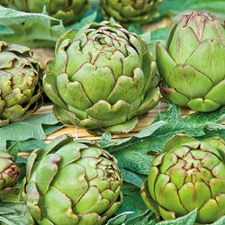 Artischocke Vert de Provence